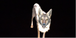 05.png